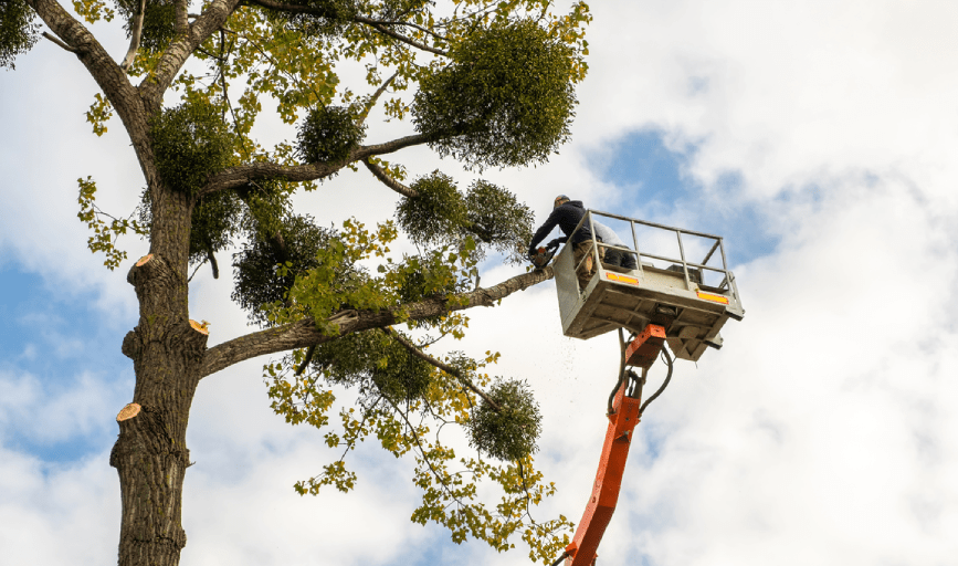 Tree Trimming